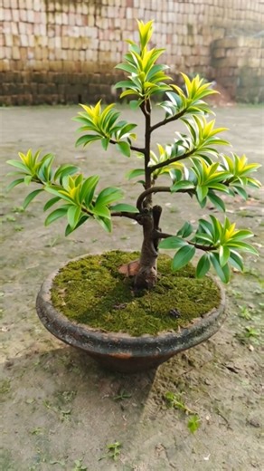 bonsai tree growing time lapse video #bonsai #timelapse #gardening