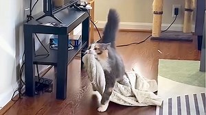 Fluffy Calico Cat Drags Her Favorite Blanket Around the Apartment Like Linus From 'Peanuts'