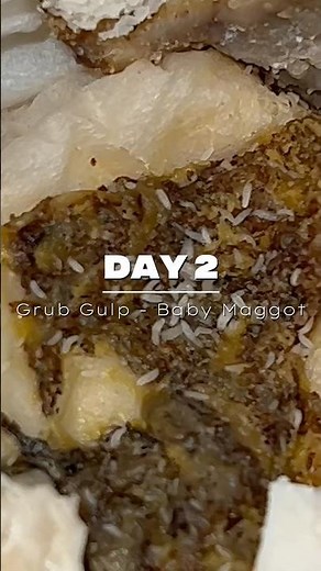 2 Days Old: Watch These Baby Maggots Grow!