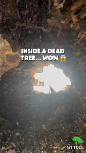 What’s Hiding Inside This Dead Tree? ⚠️🌳 #treeservice