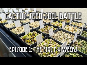 Cactus seed soil battle! | Ep. 1: How many Astrophytum & Ariocarpus seeds germinate in 4 weeks?