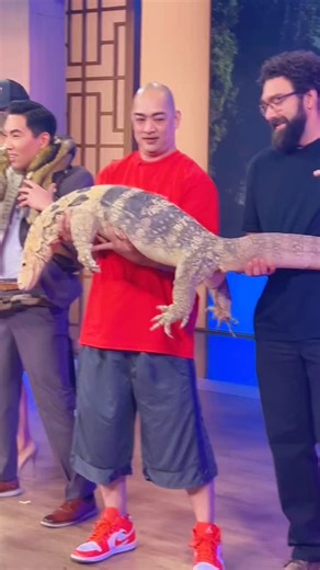 JTK Reptiles on Instagram: "@ktlaweekendam with @reptilerope @herptime @reptilesupershow having fun showing off some cool Reptiles like white hognose, black eastern indigo, ball python morphs, red tegu and a giant reticulated python tiger with giant Asian water monitor sulphur (Krono) #krtla5 #reptile #lizard #snake #monitor #exotic #animals #fyp #trending #viral #reels #video #view #followers #insta #instalike #instadaily #instagood #instagram #JTKReptiles"