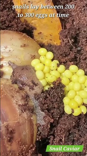 Snail Caviar 🐌// 🐌 Nature’s Hidden Skincare Gem