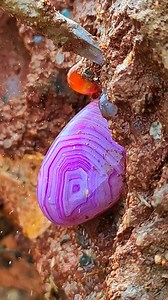 421K views · 4.7K reactions | How stunning is this vibrant purple agate, peeking out like a hidden jewel? Those bands are just mesmerizing! ✨ What does this beautiful stone remind you of? #PurpleAgate #Agate #Gemstones #CrystalLove #BandedAgate #NaturePhotography #RocksAndMinerals #LilacStone #BeautifulNature | SocialSphere Central | Facebook