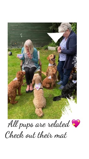 DapperDogsOfBearwood on TikTok