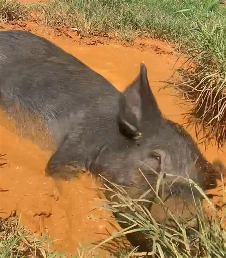Jack has come a long way since his early days as a malnourished piglet. After a brief stay at UGA, he found his forever home here at Outsiders, where he’s grown into one of our most cherished sanctuary residents. Don’t be fooled by this video while Jack lives for a good mud puddle in the Summer, his true passion is pumpkin season and sprawling out in giant, fluffy hay beds where he can snack and nap at the same time. Right now, we’ve filled 56 of the 125 grid squares needed by tomorrow night to 