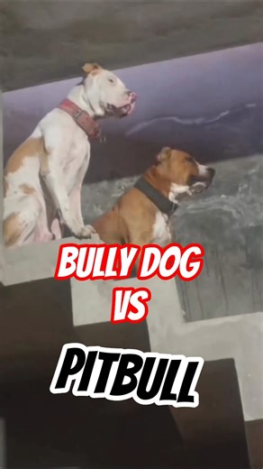 Bully Dog vs Pitbull Dog 🔥 Who IsMorePowerful#shorts#pitbull#bullydog #dogs