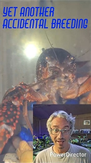How I accidentally bred the red swamp crawfish. Baby crawdads everywhere. #freshwateraquarium