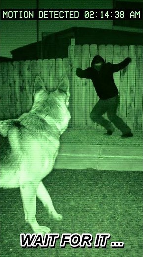 Guard Dog Saves the Day Against Intruder 🐕 #shorts #incredible #