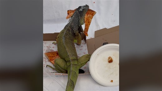 Happy Meal: Iguana kicks back at Florida resort. The 'mini dragon' enjoys a slice of pizza
