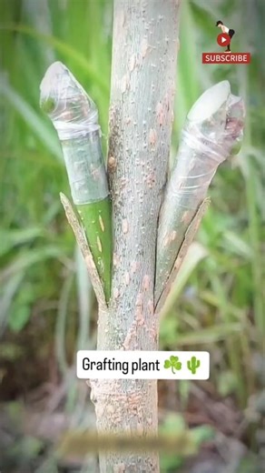 Grafting Tutorial for Beginners 🌳 Grow Faster Plants at Home #youtube #shortsfeed #shorts #grafting