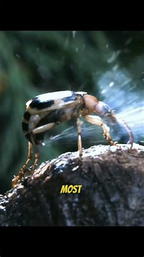 This Beetle Shoots a Boiling Hot Spray