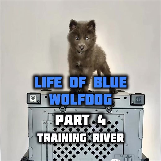 Crate training is a skill and often needed with wolfdog puppies to help stop destruction. I don’t agree with crating a puppy for hours on end but certainly it helps when you leave the room so as to limit destruction when you can’t correct his actions. This episode looks at the correct way to crate train using a non destructible crate from Impact Dog Crates. You can buy one here with my special link: https://www.impactdogcrates.com/ANIMAL #cratetraining #puppytraining #wolfdogtraining #wolfdogpup