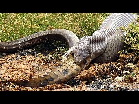 Королева змей в действии: охота водяного и сетчатого питона!