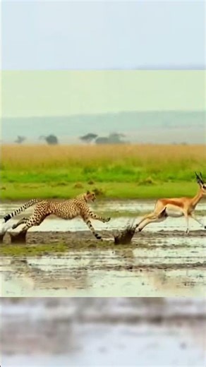 An Epic Speed Showdown As Cheetah Hunts Antelope