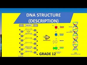 DNA STRUCTURE | simplified structure of DNA | GRADE 12 LIFE SCIENCES ThunderEDUC | BY. M.SAIDI
