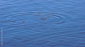 Wildlife, birds. Common pochard is a diving duck species. They live in lakes and other closed waters, they are also seen in the seas. It feeds on leaves, stems and roots of aquatic plants.
