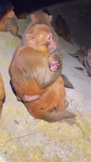 Exploring Playful Monkey Vibes in Wildlife