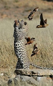 1.5K views | Leopard Hunting Birds: Precision Meets Agility! A...