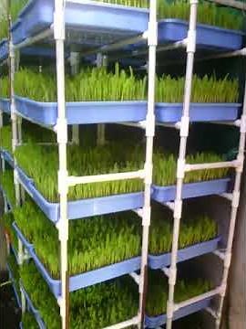 DIY Low Cost Hydroponics Green fodder system