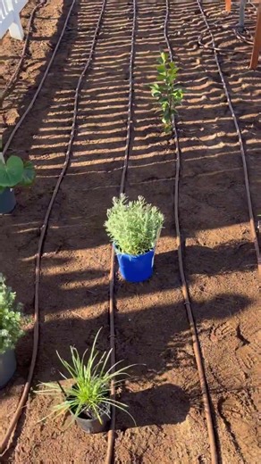 Subsurface Driplines: Effective Garden Irrigation