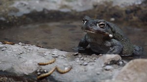 Enjoying some breakfast with our Sonoran Desert Toad (Bufo alvarius) - one of the largest toads native to North America! 🐸 | Arizona-Sonora Desert Museum