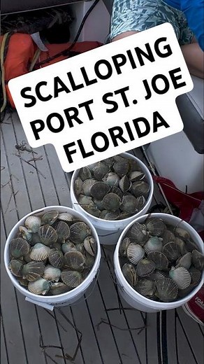 BAY SCALLOPING IN PORT ST. JOE, FLORIDA: ST JOE BAY