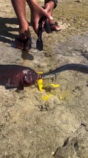 Shocking! 😲 Feeding Raw Egg to a Moray Eel and a Fish!