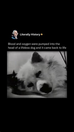 Literally History on Instagram: "In a laboratory experiment that stunned the world, scientists once managed to restore basic functions to the severed head of a lifeless dog by circulating blood and oxygen through it. As the machinery began to pump, the dog’s eyes opened and its reflexes returned, creating an eerie scene that seemed to defy the limits of life and death. The demonstration was meant to explore how the brain and organs respond when blood flow is artificially restored after complete 
