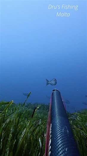 Aspetto Dentex #dentex #fishing #pescasub #spearfishing #fish #spearo #ocean #pescasubacquea