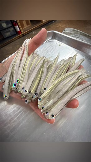 Shad Spawn. Built to match the exact bait bass are feeding on during the shad spawn — translucent body, natural tones , and just enough flash to mimic real shad moving down the bank. When fish are dialed in on bait, this is the profile they commit to. * * * #fishinglures #fishingdaily #fishinglife #bait #fishingtips