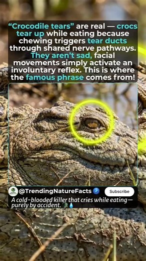 Why Crocodiles Cry: Tears Aren't From Emotions