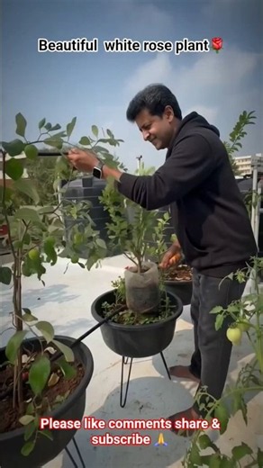 How to Grow a Beautiful White Rose Plant at Home 🌿🌹#shorts #shortsfeed #youtubeshorts #ai