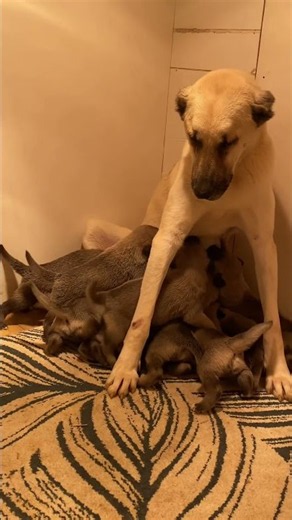 귀여운 강아지 만나보세요 / 愛らしい子犬に出会おう #JapanDogs #KoreaPuppies