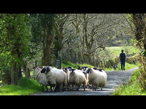 Huntly's Wedding Medley.