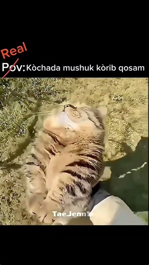 no es un (__(_++5+6+53-$-$4--$3-:$3+;5(&+;5"! venrhntcbte xd jaja 🤑 #humor