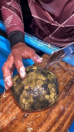 What's Inside This ALIEN Starfish?!