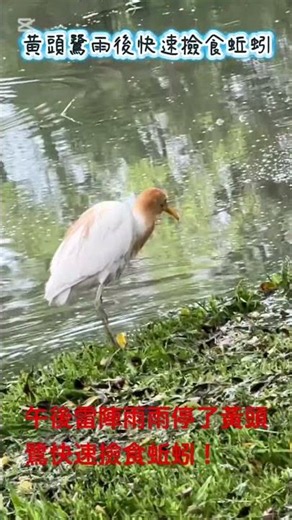 午後雷陣雨雨停了黃頭鷺快速撿食蚯蚓！ #自然 #生態 #birdsong #birds #觀鳥 #黃頭鷺 #青年公園