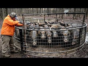 Wild boars in the garden! Here's how to keep them away.