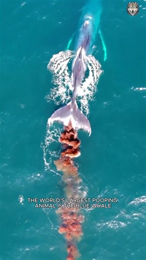 The blue whale’s poop is so massive it looks like a red-orange ocean cloud. Nature is wild. 🐋 #bluewhale #WeirdNature #wildlifecurious #animalworld | Animal World