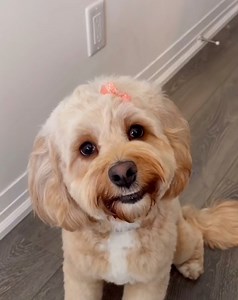 I don't know who's luckier. The dad or the cockapoo 😍 🐶 | Furry Tails