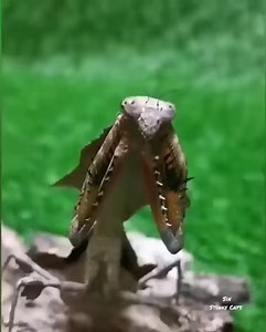 40K views · 913 reactions | Malaysian Dead Leaf Mantis 殺 #nature #insect #viral | Weird World | Facebook