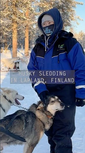 Husky sledding through Lapland is a must during the winter
