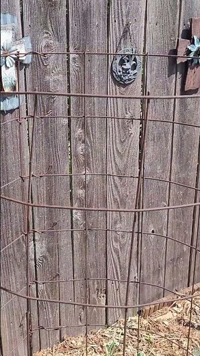 Steel Remesh Tomato Cages Are The Best! They Last For Many Years!