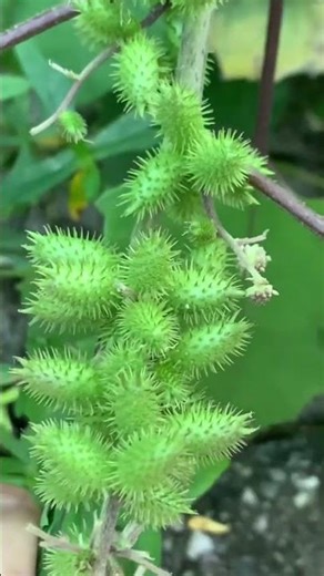 Childhood Memories | Remember This Sticky Plant | Xanthium strumarium #shorts #prisma3d