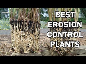 The Best Erosion Control Plants - Ozbreed