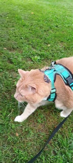 Tribble Cat enjoying outside time and finding catnip