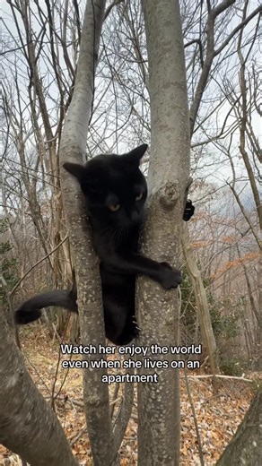 Luna | The black adventure cat | Making her world bigger one day at a time #adventurecat #hikingwithcats #mountains #cats #petfriendly | Instagram