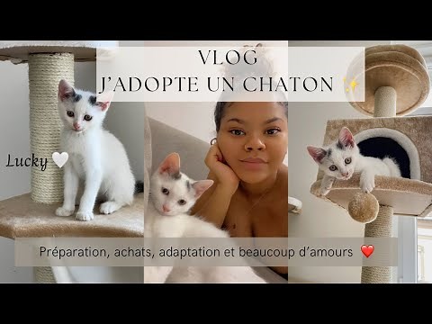 VLOG - Adoption chaton : préparation, achats, premier jour à la maison et mon avis 1 mois après