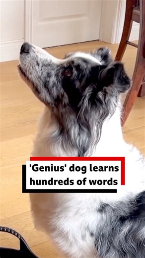 Harvey has been called a "genius". The border collie from Berkshire is one of only 11 dogs in world that researchers have found can recognise more than 200 words and objects #dogs #bbcberkshire #berkshire #bordercollie | BBC Berkshire